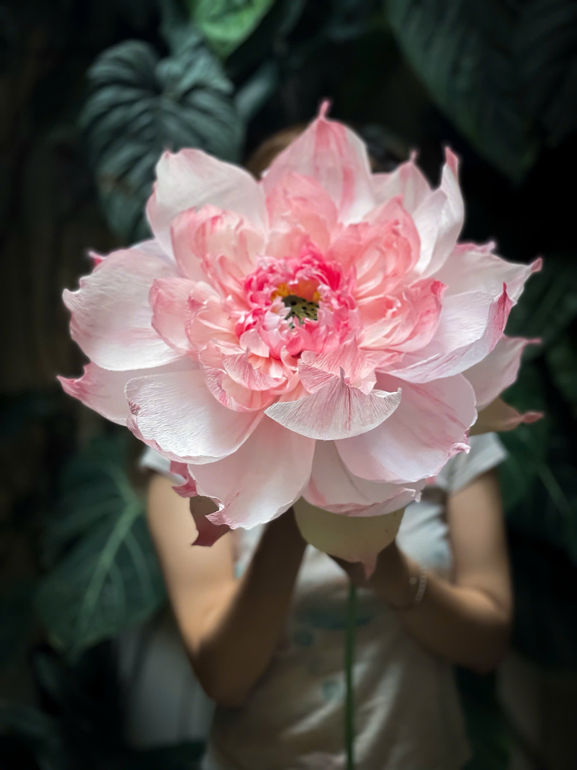 Imperial Lotus
