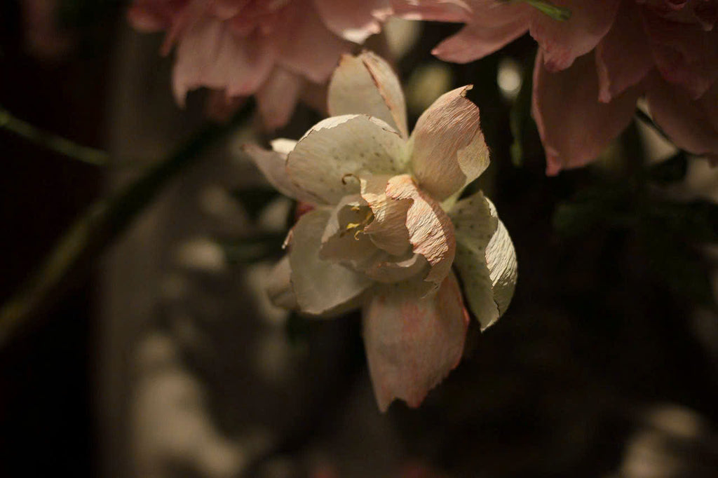 Blush Peony