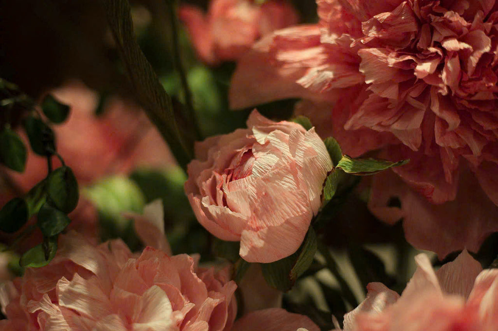Blush Peony