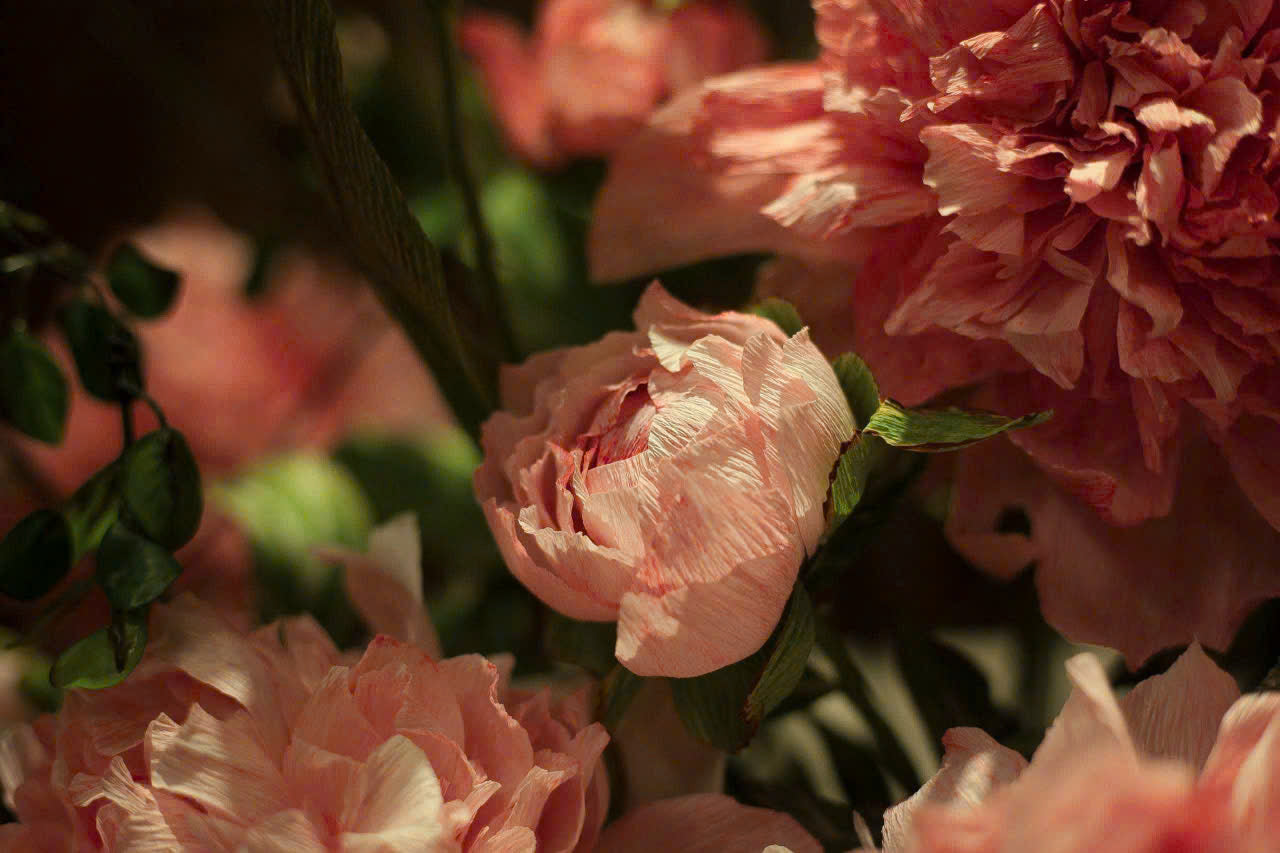 Blush Peony